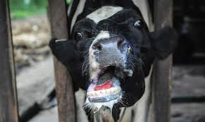 завантаження 10042025 4